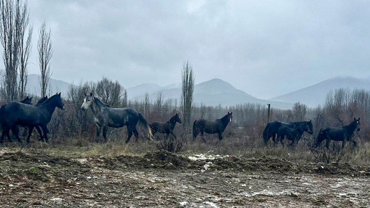 Kış Aylarında Yiyecek Arayan Yılkı Atları Aksu'da Görüldü