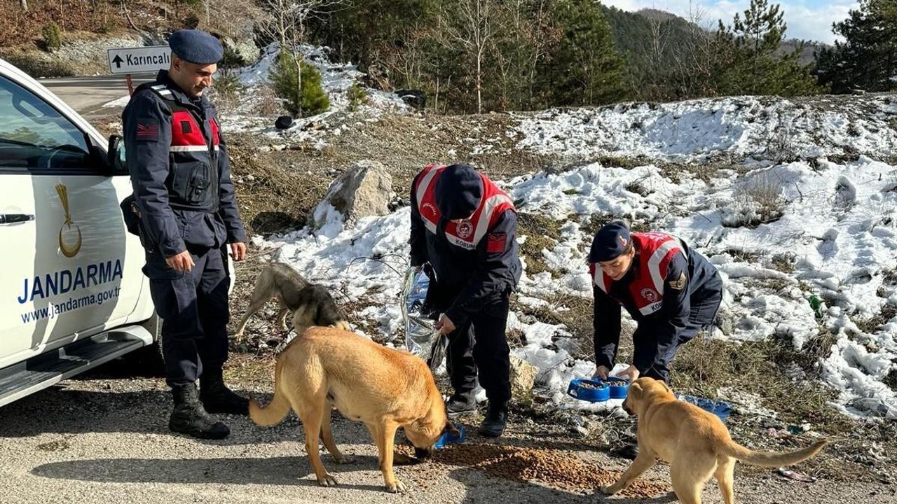Jandarma, zorlu kış şartlarında sokak hayvanlarını unutmadı
