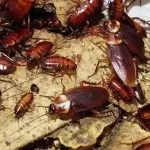 Osmaniyeliler Dikkat Hamam Böcekleri Bu Neden Eve Geliyor