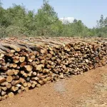 Düziçi Orman İşletme Müdürlüğü'nden Odun İstifleme İşi İhale İlanı