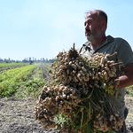 Osmaniye'de Yer Fıstığı Hasadında Bol Kazanç Umudu!