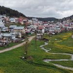 Eğriçimen Yaylası baharda sarı papatyalarla renklendi