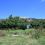 Kahramanmaraş'ta Çığşar kirazı hasadı gerçekleştirildi