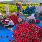 Adana'da Alçalık Biber Hasadı Hız Kesmiyor