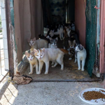 Mersin’de “çöp ev” ihbarı ekipleri şaşkına çevirdi! İçeriden 100 kedi çıktı