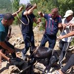 Hatay'da su kuyusuna düşen keçiyi itfaiye kurtardı