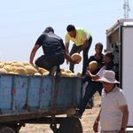 Hatay Büyükşehir Belediyesinden Depremzedelere 100 Ton Kavun Desteği