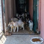 Mersin'de kötü koku yaydığı ihbarı yapılan ikametten yaklaşık 100 kedi çıktı