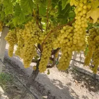 Manisa
