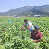 Osmaniye