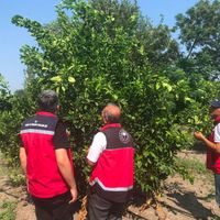 Hatay