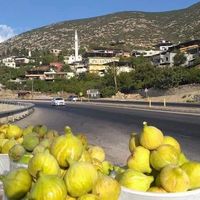 Hatay