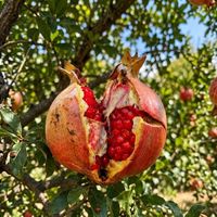 Osmaniye