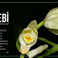 Genel