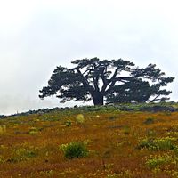 Doğa