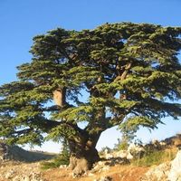 Yaşam