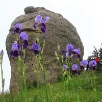Doğa