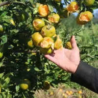 Hatay