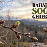 Doğa
