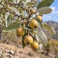 Doğa