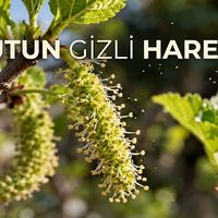 Doğa
