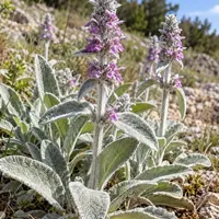 Doğa