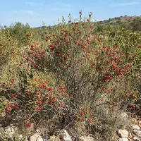 Doğa