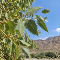Doğa