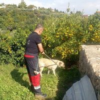 Hatay