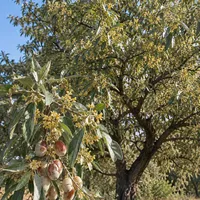 Osmaniye