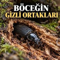 Doğa