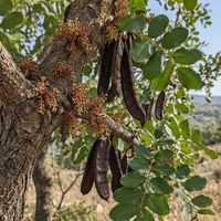 Doğa