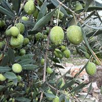 Mersin