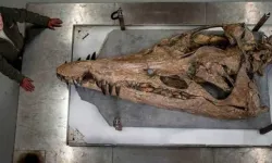 150 Milyon Yıllık Devasa Kafatası Fosili Jurassic Sahili'nde Bulundu