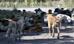Başıboş Sokak Köpekleri Sorununa Hükümetten Çözüm Yolu