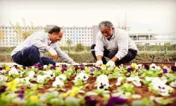 Osmaniye Belediyesi, Şehir Estetiğini Artırmak İçin Renkli Çiçek Dikim Çalışmalarına Devam Ediyor