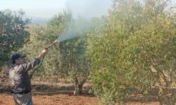 Osmaniye Sakızgediği Köyünde Zeytin Üreticileri Geleceğe Umutla Bakıyor!