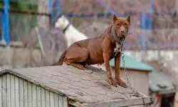 Sokak Köpekleri Sorununa Çözüm: Türkiye Genelinde Kedi ve Köpek Köyleri Kurulacak