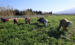 Maydanoz Hasadı Öncesi Zararlı Ot Ayıklama Mesaisi (Tıkla İzle)