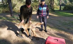 Manavgat İlçe Jandarma Komutanlığı Yaralı Tilkiyi Kurtardı