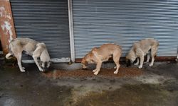 Osmaniye’de Sahipsiz Hayvanlar İçin Tarihi Adım!