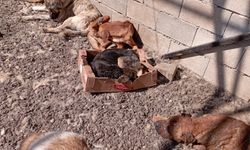 Vatandaşlar Endişeli: Bahçe'deki Barınakta Hayvanların Temel İhtiyaçları Karşılanmıyor!