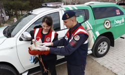 Isparta'da cami avlusuna düşen leyleği jandarma ekipleri kurtardı