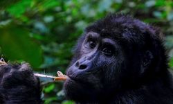 Türkiye'deki Bilimsel Proje: Afrika'dan Maymun ve Goril Getirilmesi Planı