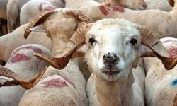 Osmaniye İli Damızlık Koyun ve Keçi Yetiştiricileri Birliği Kurban Fiyatlarını açıkladı