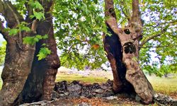 Doğaseverlerin Gözdesi: İslahiye'nin Saklı Cenneti Uluçına