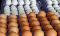 Yumurta Fiyatlarında Beklenmedik Düşüş