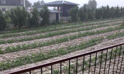 Toroslar ilçesinde dün etkili olan dolu ekili alanlara zarar verdi