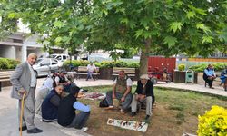 Osmaniye'de "Çınarlı Kahve Geleneği" Yeniden Canlanıyor: Yeni Çınarlar Dikiliyor!