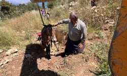 Tarsus'ta çukura düşen katır kurtarıldı